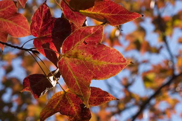 Liquidambar formosana